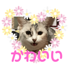 [LINEスタンプ] まなみねこ