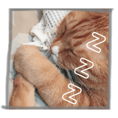 [LINEスタンプ] 寝達磨な猫達…