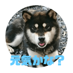 [LINEスタンプ] わんこスタンプ柴犬
