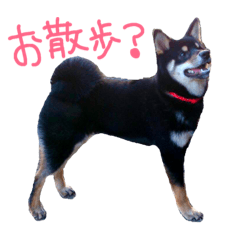 [LINEスタンプ] 黒豆柴のとろろ