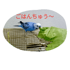 [LINEスタンプ] とりとりさん