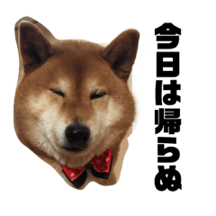 [LINEスタンプ] しば犬ゆうくんの日常