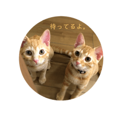 [LINEスタンプ] チャロとロコ