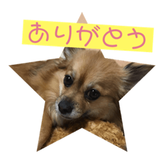 [LINEスタンプ] ちわワン。