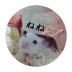 [LINEスタンプ] ハムスターのコロちゃん