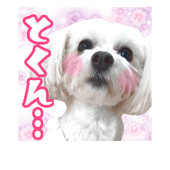 [LINEスタンプ] 保護犬卒業生柚楽ちゃんのカラフルスタンプの画像（メイン）