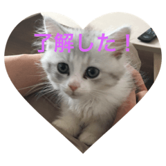 [LINEスタンプ] 子猫のBern