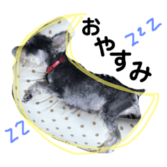 [LINEスタンプ] 素晴らしい犬のごんちゃん
