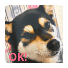 [LINEスタンプ] 黒柴 毎日スタンプ