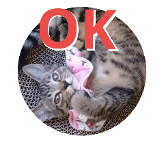 [LINEスタンプ] 猫のミミちゃんNo.1