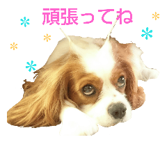 [LINEスタンプ] チビタの日常会話
