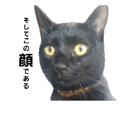 [LINEスタンプ] まめ太とこてつ