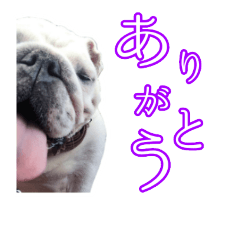 [LINEスタンプ] ブルドッグのきなこスタンプ