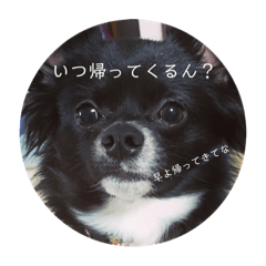 [LINEスタンプ] わんこの写真