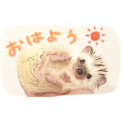 [LINEスタンプ] ハリ坊とおもち