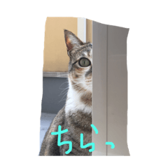 [LINEスタンプ] トラ子です(笑)