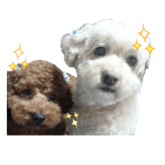 [LINEスタンプ] トイプードル♥テリィーとルビー