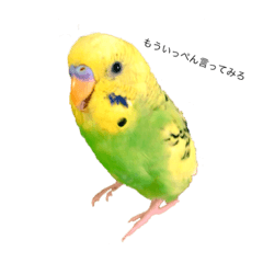 [LINEスタンプ] 荒ぶるインコ