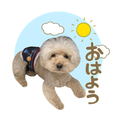 [LINEスタンプ] 笑顔になれるわんこ達♪ 「毎日使える編」