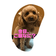 [LINEスタンプ] さくら、まめ、まろ！