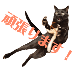 [LINEスタンプ] アクティブ・にゃんこ1