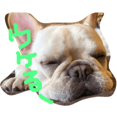 [LINEスタンプ] フレンチブルドッグのPOCO
