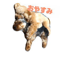 [LINEスタンプ] 好きわん！