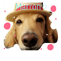 [LINEスタンプ] 愛犬マロン君のスタンプ