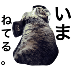 [LINEスタンプ] ちょろきちくんスタンダード改