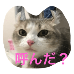 [LINEスタンプ] どらとなつつのスタンプ
