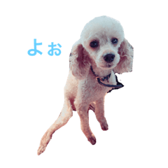 [LINEスタンプ] 脱力トイプードル  ちゃま スタンプ