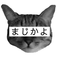 [LINEスタンプ] ちーとこすぺしゃる