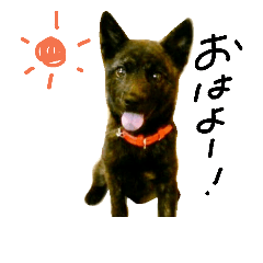 [LINEスタンプ] わが家の甲斐犬