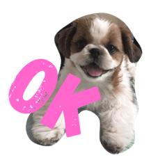 [LINEスタンプ] シーズー犬のビビちゃん