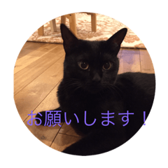 [LINEスタンプ] にょっきの