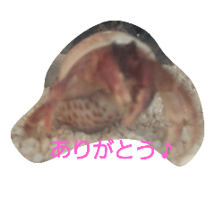 [LINEスタンプ] やどかりくん 2