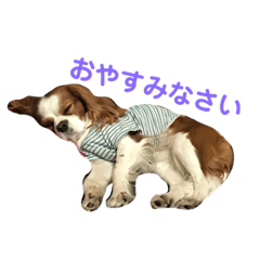 [LINEスタンプ] キャバリアの茶々丸くんです