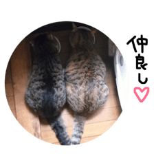 [LINEスタンプ] あずきときなことてん。