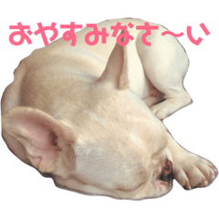 [LINEスタンプ] フレンチブルドッグ-ろけっと1