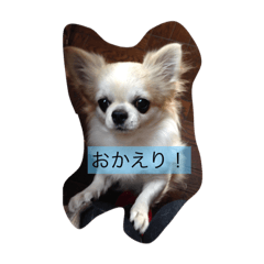 [LINEスタンプ] ゆいとみー