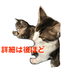 [LINEスタンプ] うちの猫達2