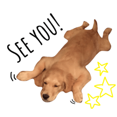 [LINEスタンプ] レオ (3〜5ヶ月)