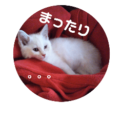 [LINEスタンプ] すくすくシロッコ★1ヶ月目