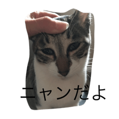 [LINEスタンプ] にゃんこモック