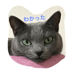 [LINEスタンプ] ハルの一日