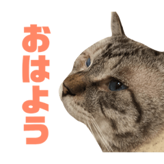 [LINEスタンプ] お家の可愛い猫達