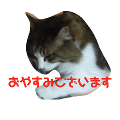 [LINEスタンプ] 猫のひめ