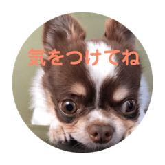 [LINEスタンプ] ぽこ太郎 その2