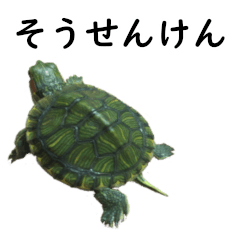 [LINEスタンプ] 日頃の亀コロ