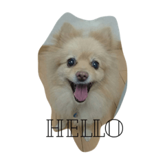 [LINEスタンプ] 三橋家の犬